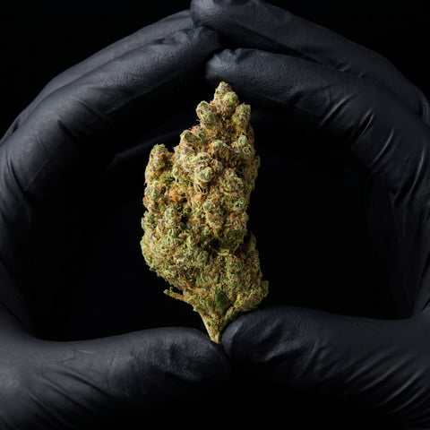 Maui | CBD Flower | Indoor | HempHash | 18% CBD