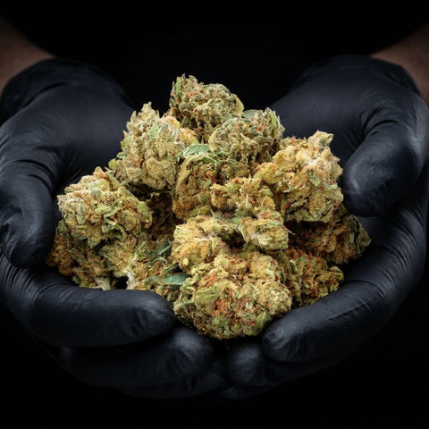 Mimosa Punch | CBD Flower | Easy Weed | Pops | 16% CBD
