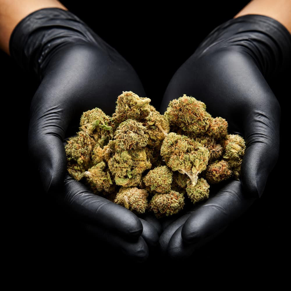 OG Kush | CBD Flowers | Easy Weed | Pops | 14% CBD