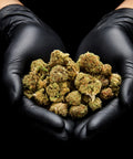 OG Kush | CBD Flowers | Easy Weed | Pops | 14% CBD