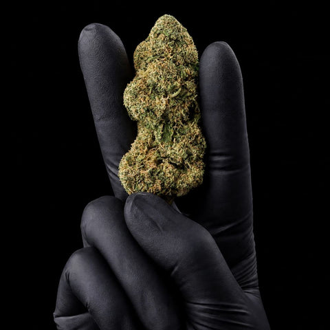 Candy | CBD Flower | Glasshouse + Light Support | 11% CBD