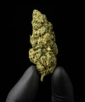 Chocolope | CBD Flower | Glasshouse + Light Support | 16% CBD