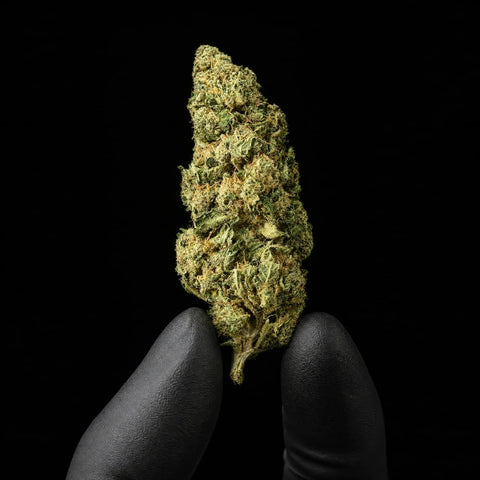 Chocolope | CBD Flower | Glasshouse + Light Support | 16% CBD
