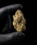 Rochana-LegendarySkunk_CBDFlower_ExquisiteIndoor_17_CBD