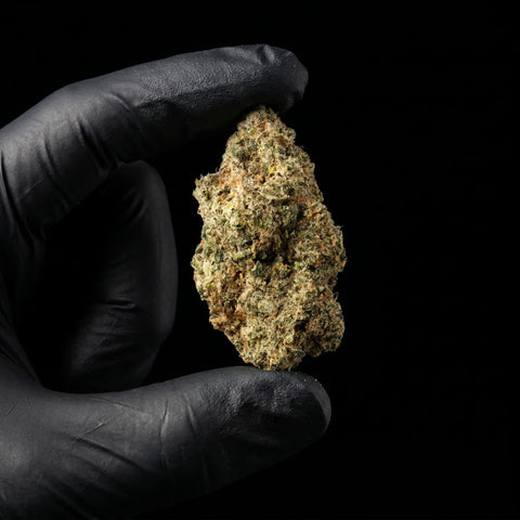 Rochana-LegendarySkunk_CBDFlower_ExquisiteIndoor_17_CBD