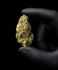 Lemon Kush Burst | CBD Flower | Exquisite Indoor | 16% CBD