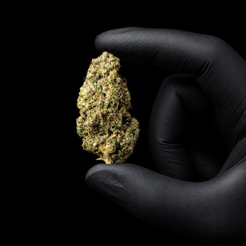 Lemon Kush Burst | CBD Flower | Exquisite Indoor | 16% CBD