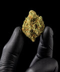 M8 Amnesia | CBD Hemp Flower | Exquisite Indoor | 13% CBD