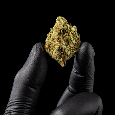 M8 Amnesia | CBD Hemp Flower | Exquisite Indoor | 13% CBD