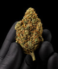 Solero Cream | CBD Flower | Exquisite Indoor | 15%