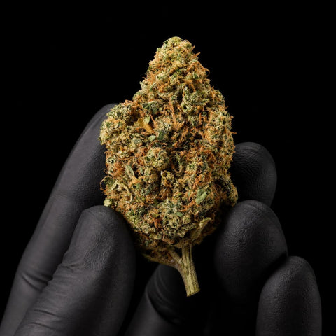 Solero Cream | CBD Flower | Exquisite Indoor | 15%