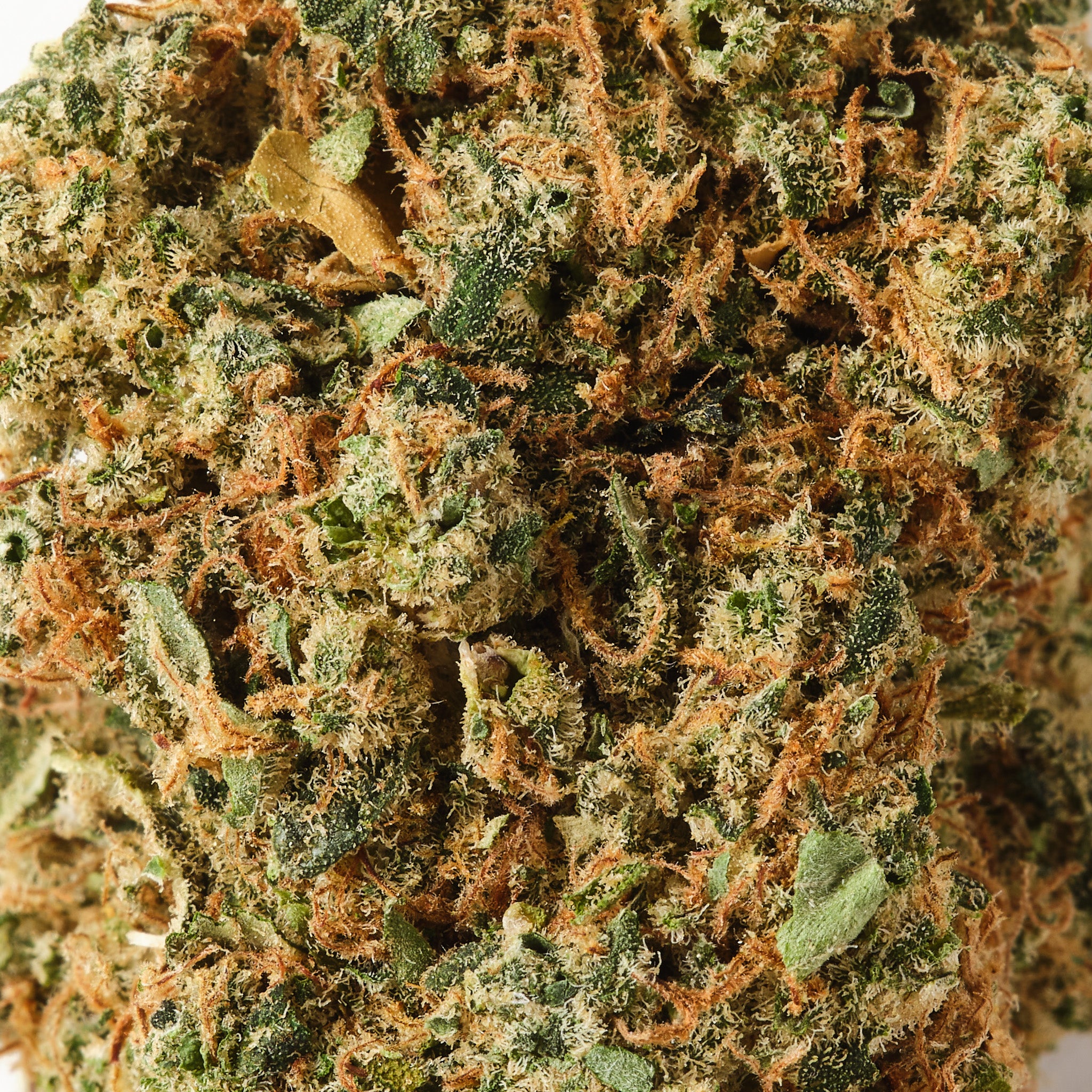 Solero Cream | CBD Flower | Exquisite Indoor | 15%