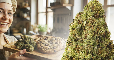 Bake your chill with Cookies CBD flower